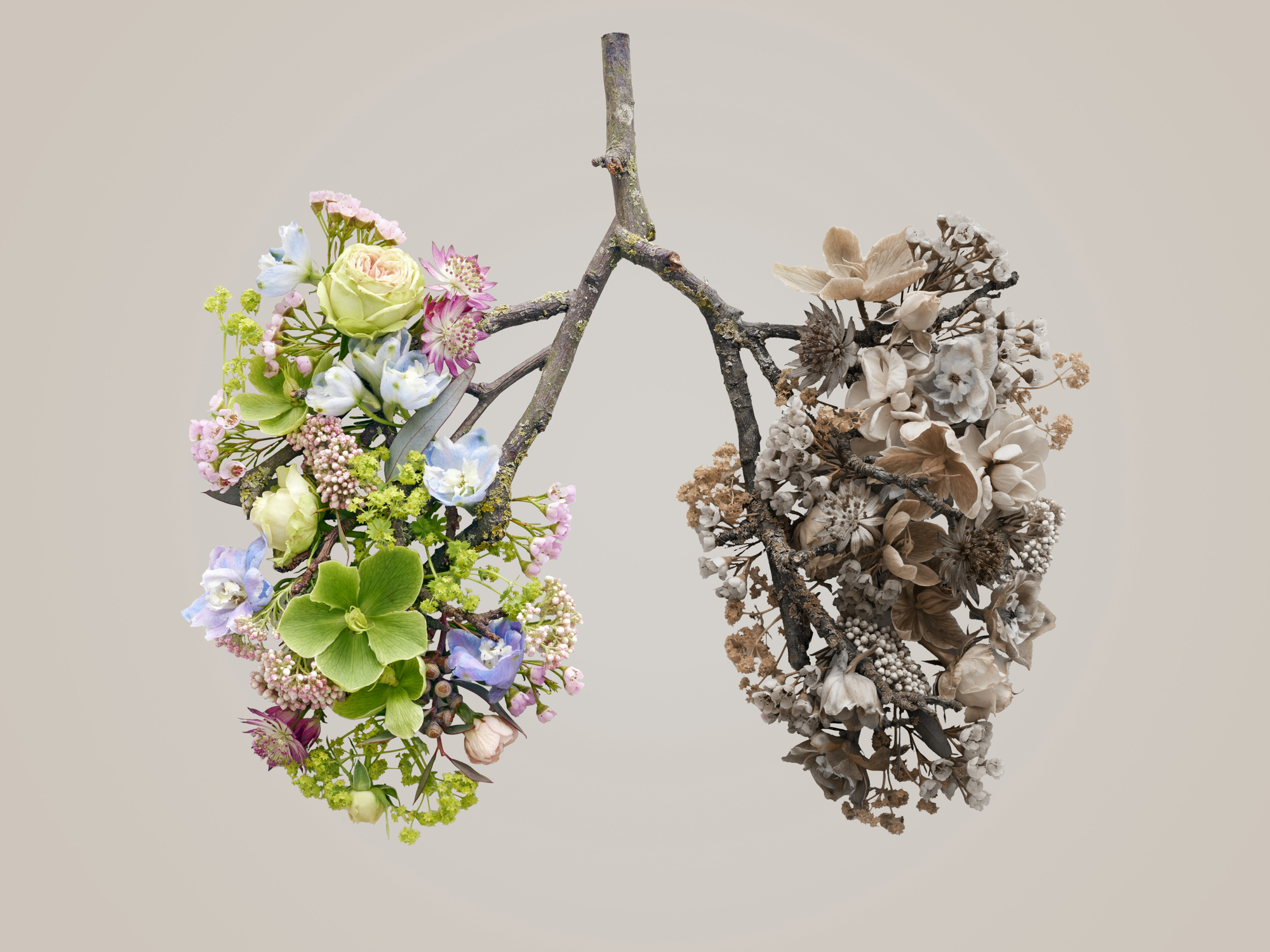 代表人类肺的春花，概念影棚拍摄。